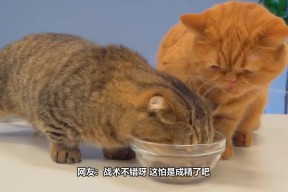 九州体育投注-战术调整应手不释小结受益终成精(艾跃进教授经典演讲)